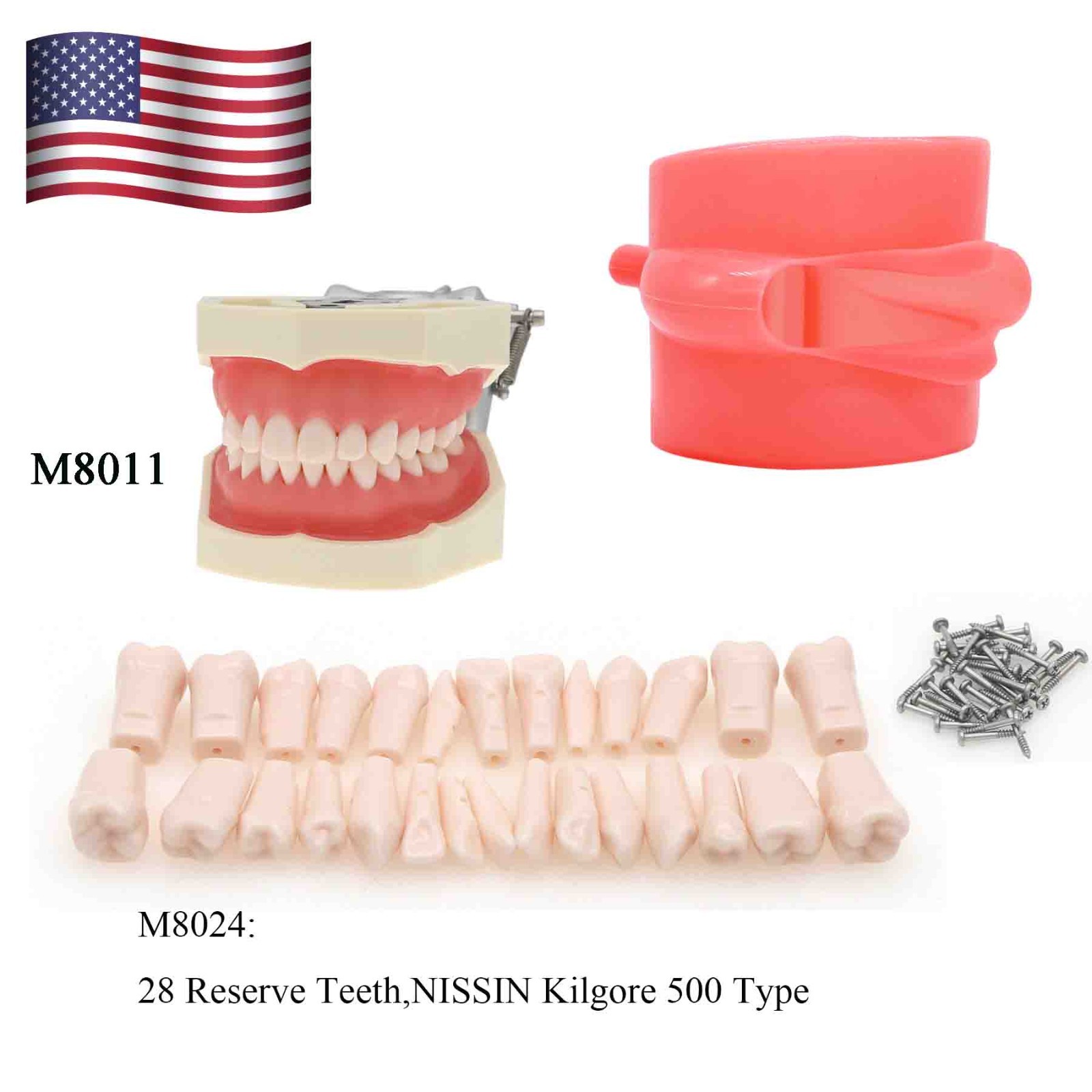 Kilgore Nissin 200/500 Dental Typodont Model With Removable Teeth Mounting Pole