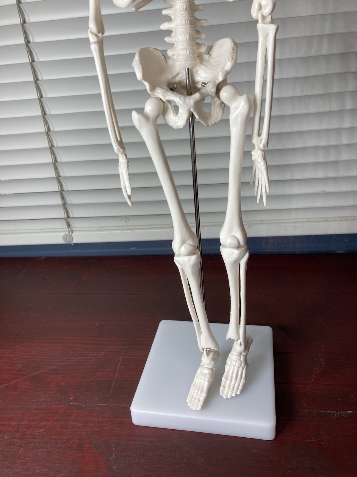 Human Anatomy Model Skeleton Medical Educational Learning Aid with Stand