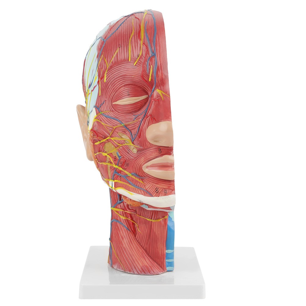 Anatomical Human Head Brain Neck Section Model Life-Size Study Aid For