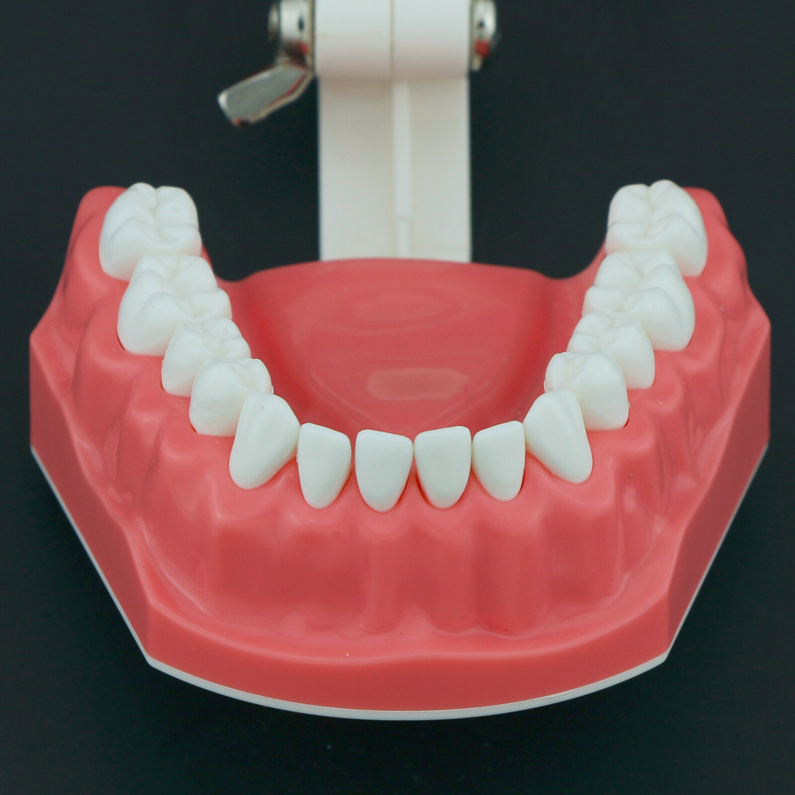 Dental Typodont Model Brushing Flossing Practice Teaching Studying Model M7010-1
