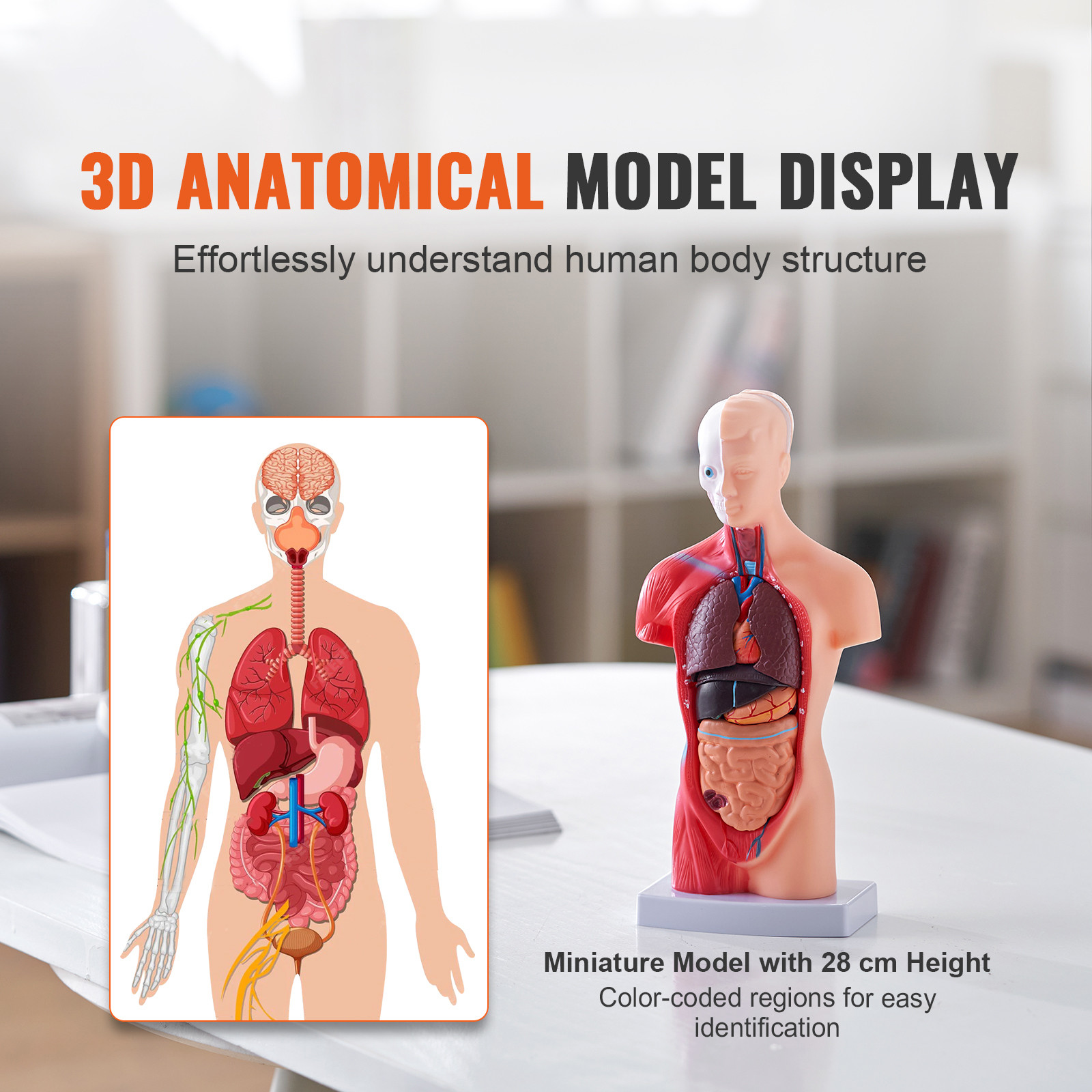 VEVOR Anatomical Human Torso Body Model Anatomy Internal Organ 11″ 15 Parts