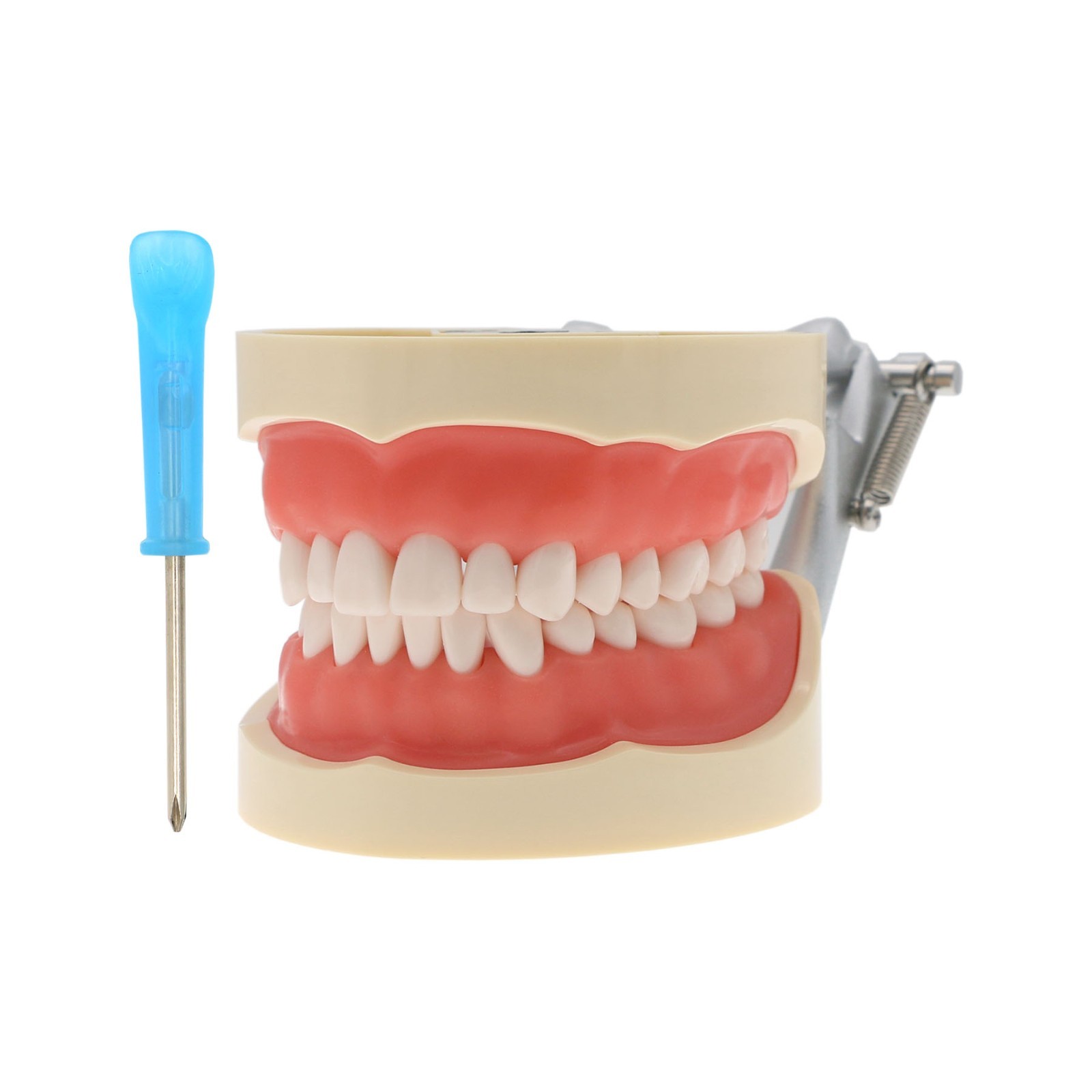 Dental Typodont Teeth Model fit Kilgore NISSIN 200/500 Type With Removable Teeth