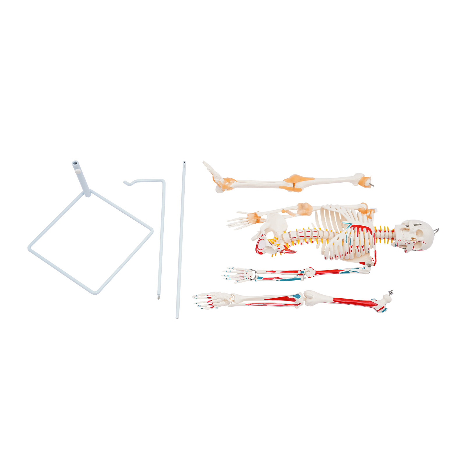 34″ Hanging Style Human Skeleton Model For Doctors’ Office or Anatomy Classroom