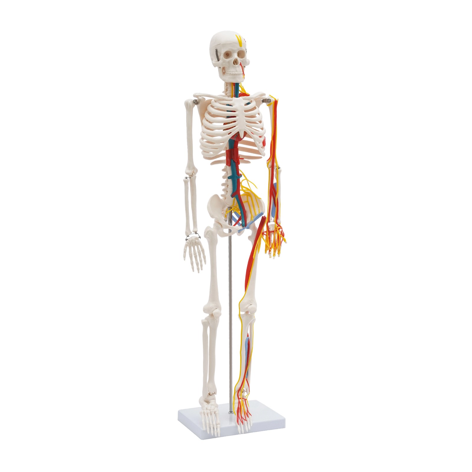 33.46″ Model Skeleton Anatomical Human Anatomy Medical Stand For Teaching