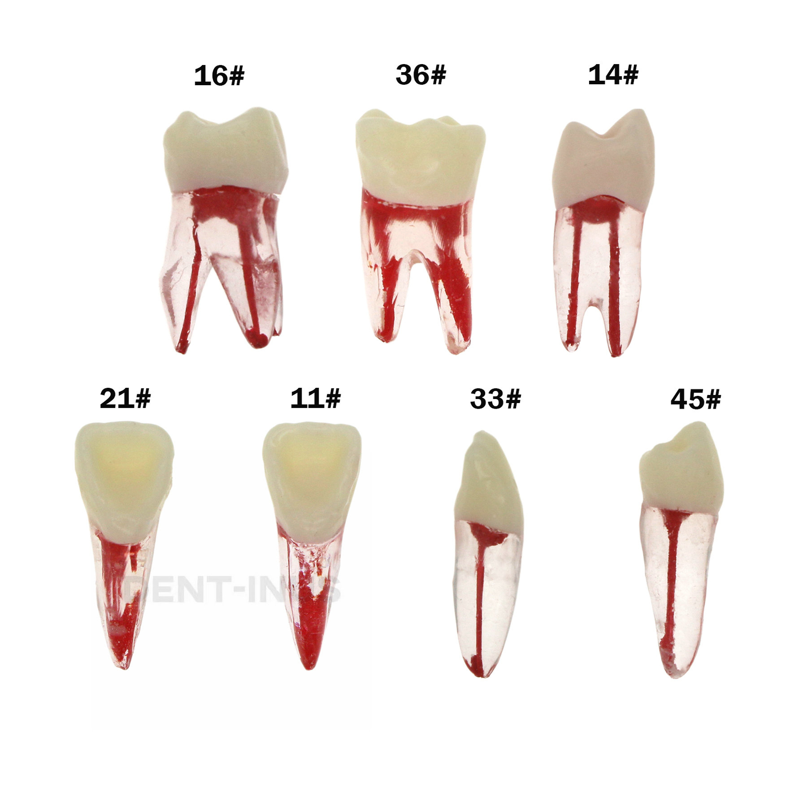 10Pcs Dental Root Canal Practice Model RCT Practice Endo Teeth Model Pulp Study