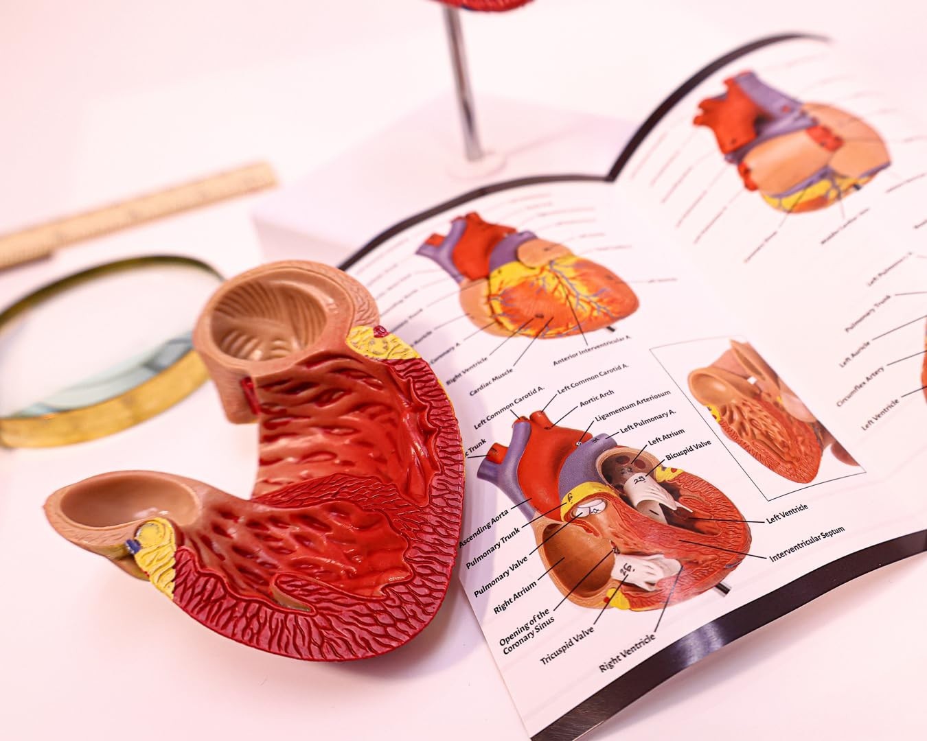 Professional Medical Heart Model with Study Guide
