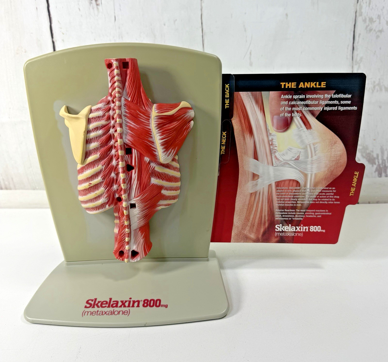 VINTAGE 2006 MEDICAL ANATOMICAL HUMAN SPINE BACK MODEL PHYSICIAN OFFICE DISPLAY