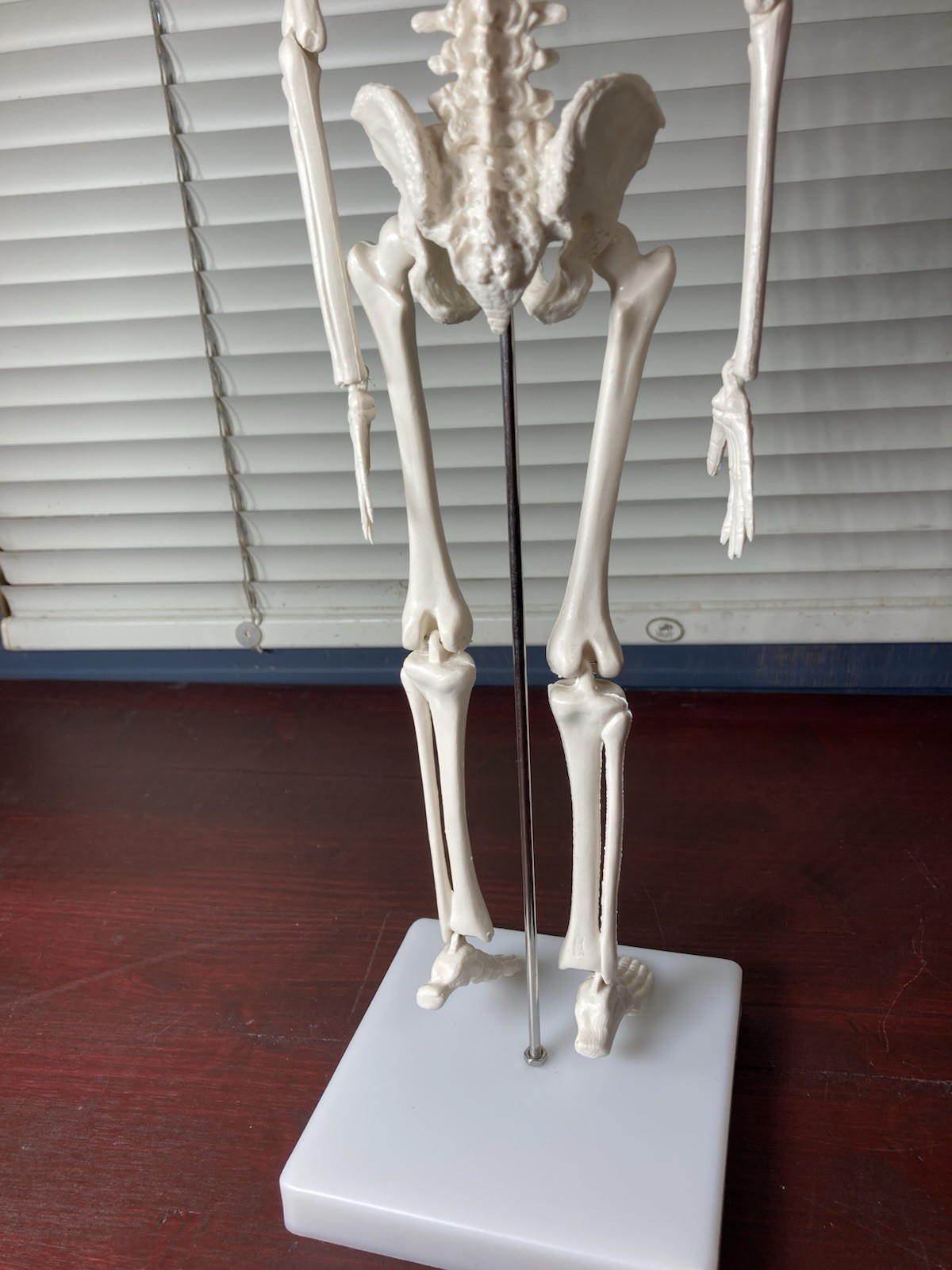 Human Anatomy Model Skeleton Medical Educational Learning Aid with Stand