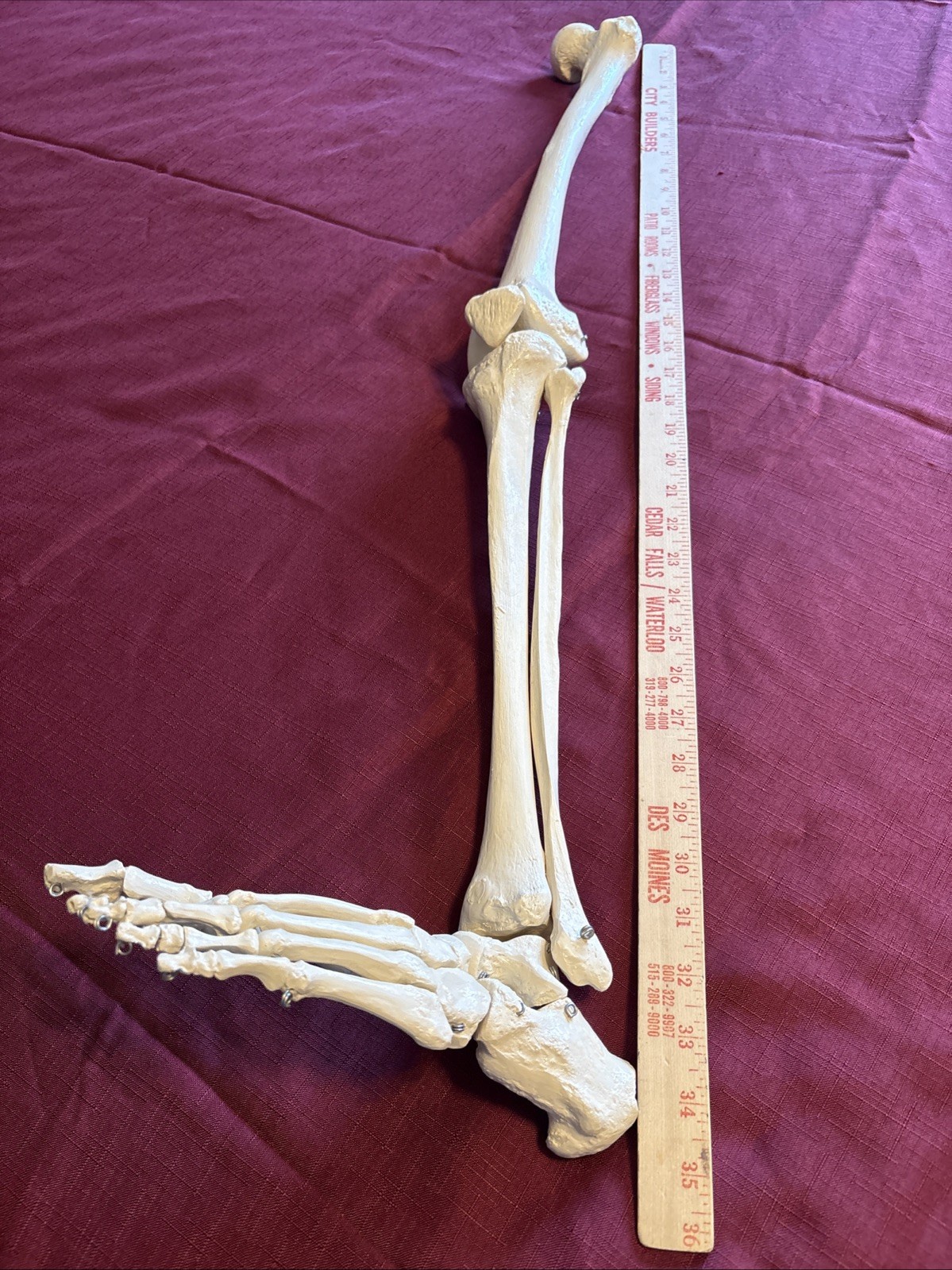 Human Leg And Foot Skeleton, Resin Model Bones