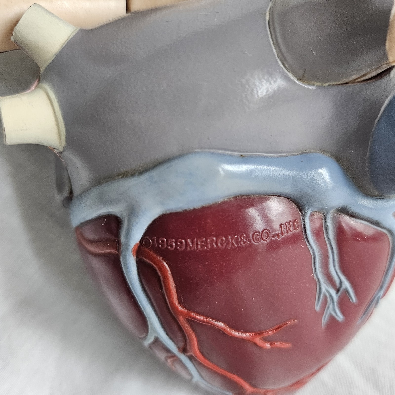 Vintage Medical Anatomical Heart Merck 1959