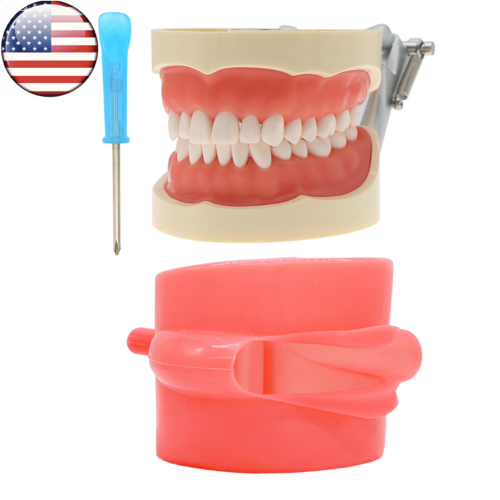 Kilgore Nissin 200/500 Dental Typodont Model With Removable Teeth Mounting Pole