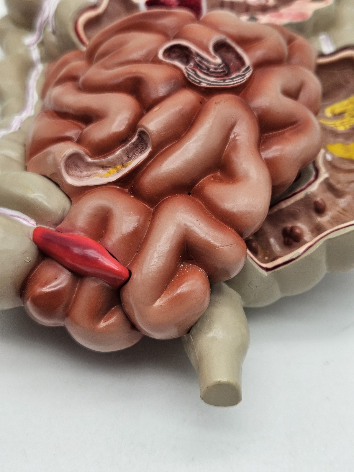 GI Tract Anatomy Model Handpainted Medical Display Gastro Intestinal Display