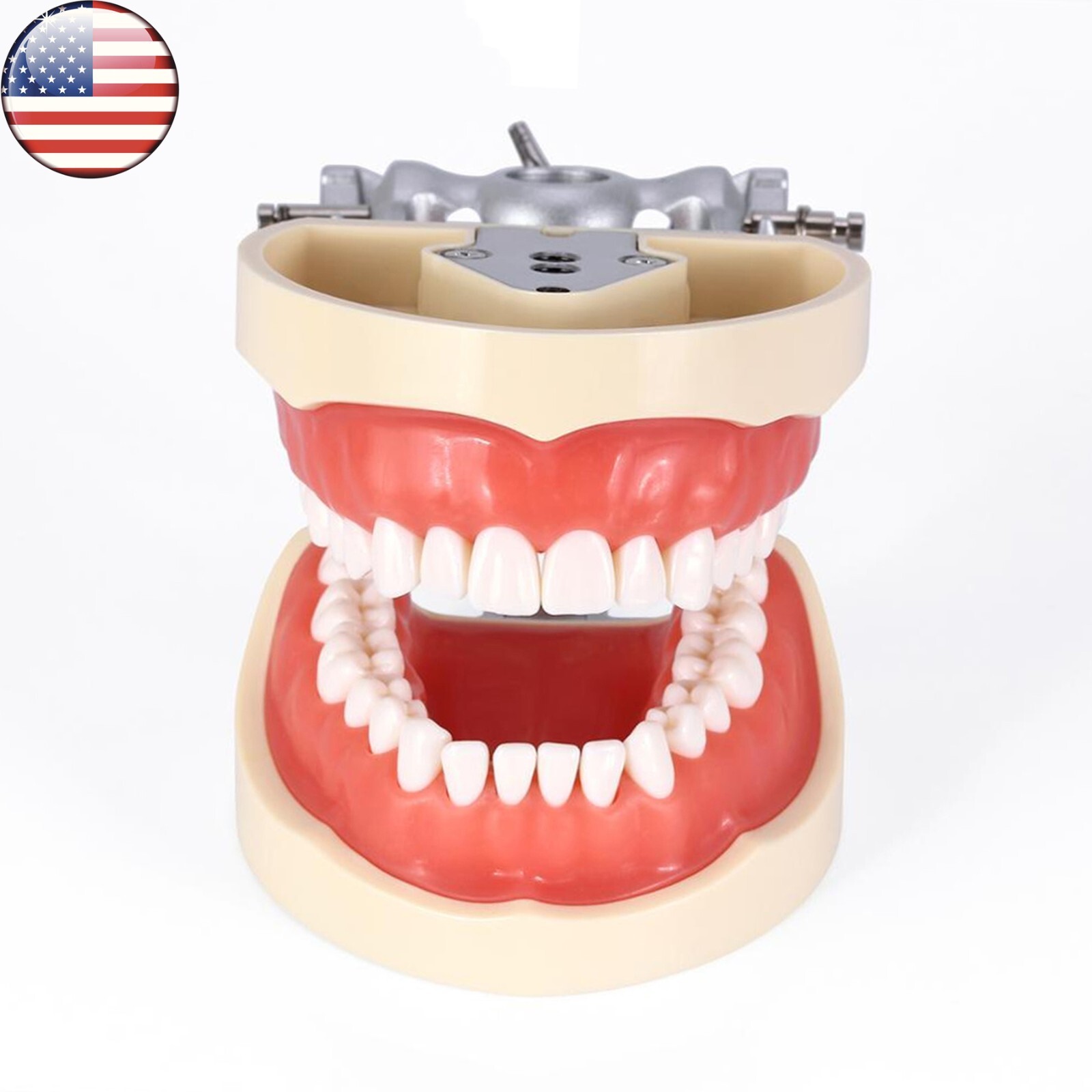 Kilgore Nissin 200 Type Dental 32pc Typodont Model Removable Teeth Mounting Pole
