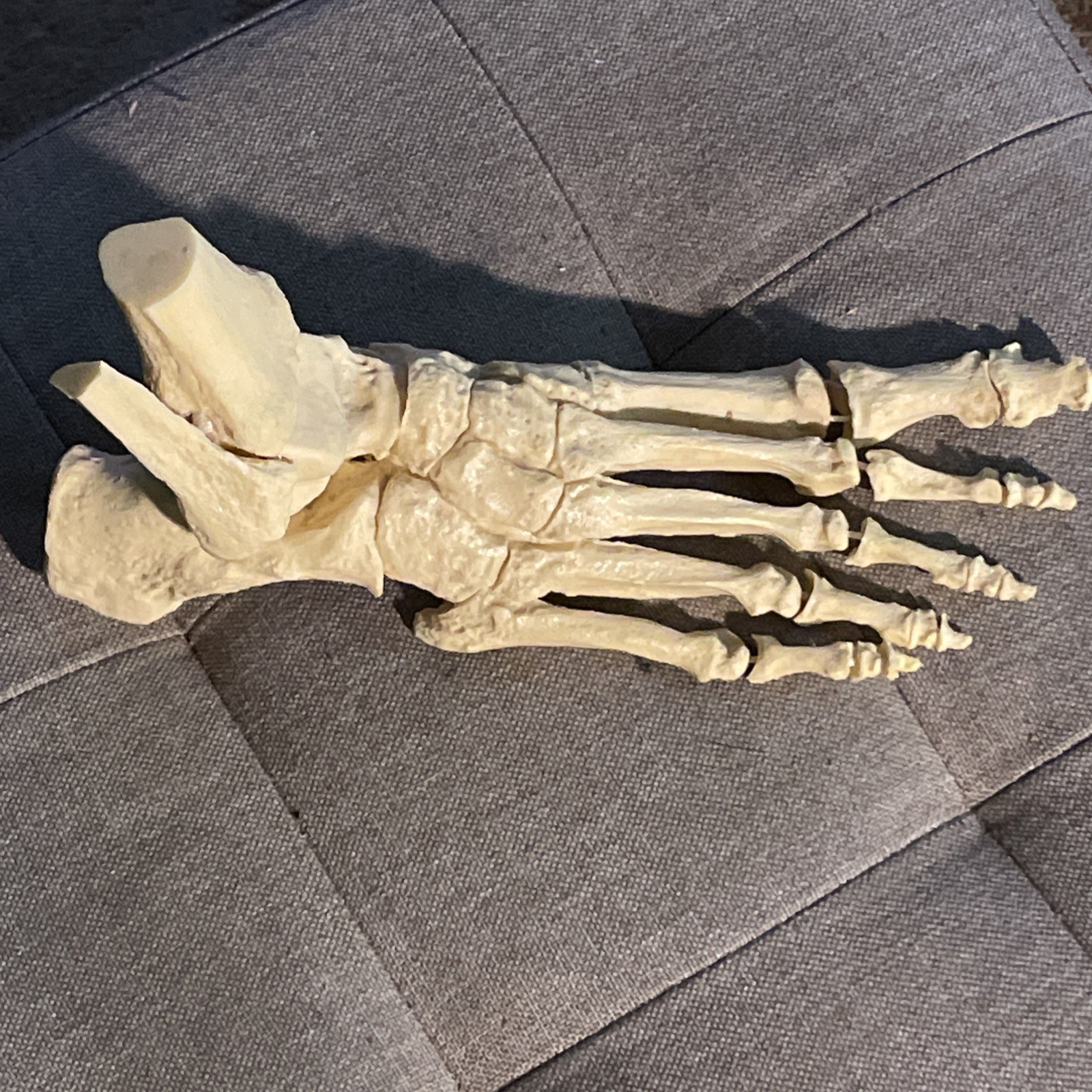 Foot BONES medical anatomical model dissection human anatomy Relafen nabumetone