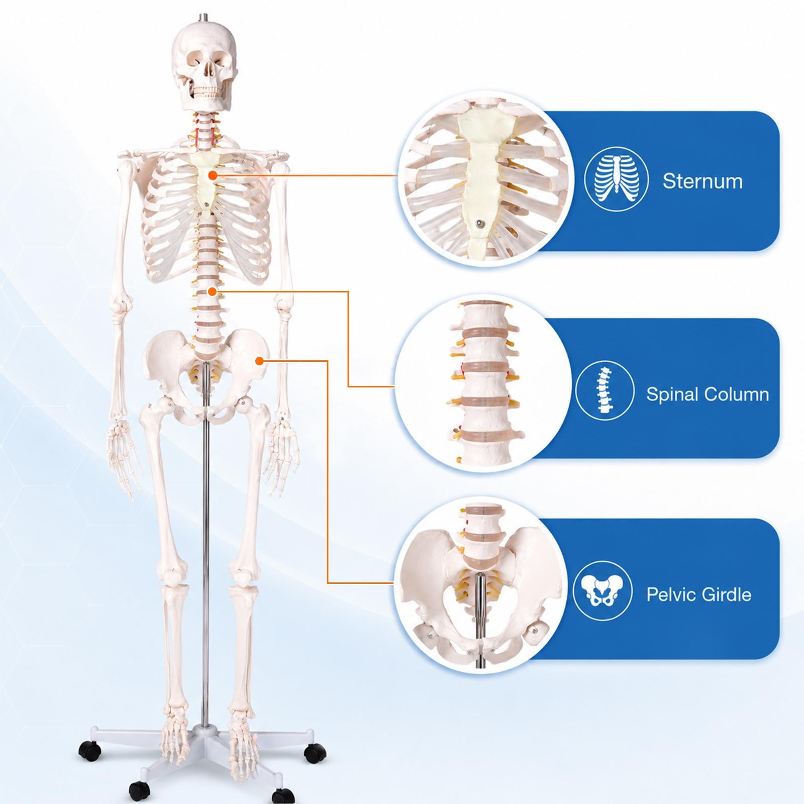 New Life Size Human Anatomical Anatomy Skeleton Medical Model, Stand