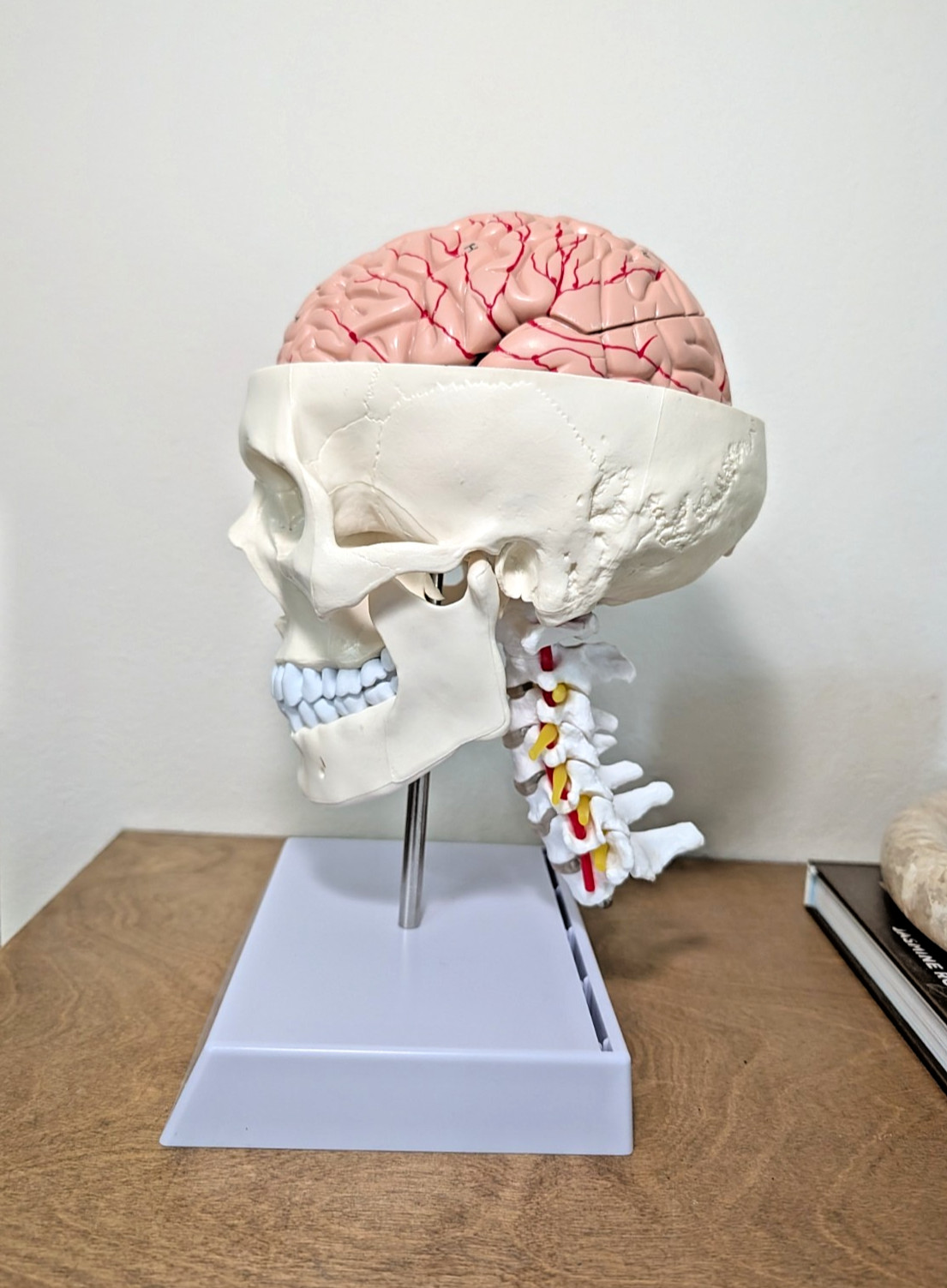Human Skull with Brain and Cervical Vertebra Anatomical Model Life-Size Anatomy
