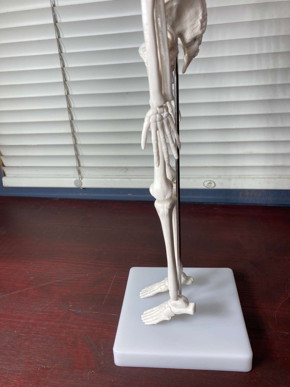 Human Anatomy Model Skeleton Medical Educational Learning Aid with Stand