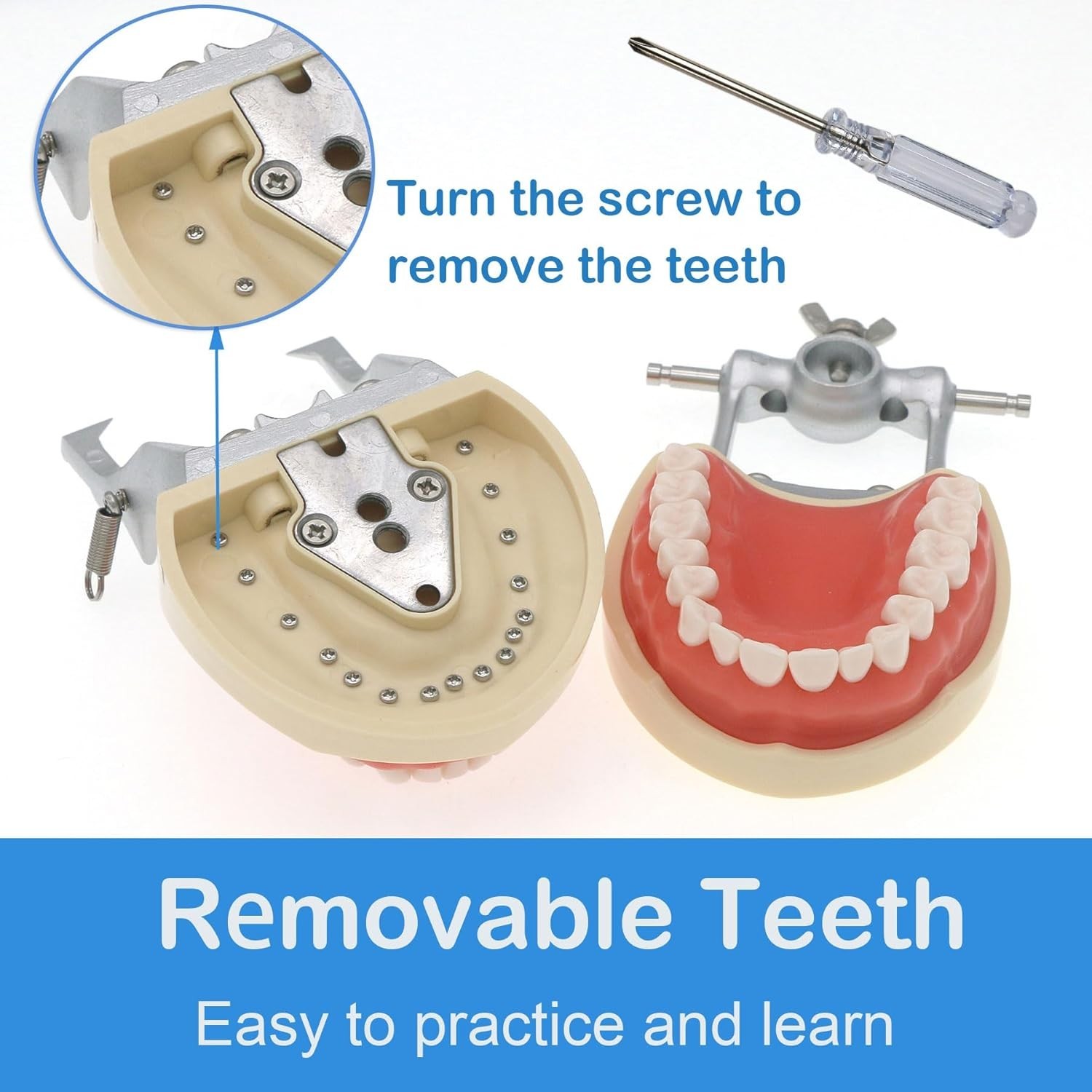 Dental Typodont Teeth Model fit Kilgore NISSIN 200/500 Type With Removable Teeth