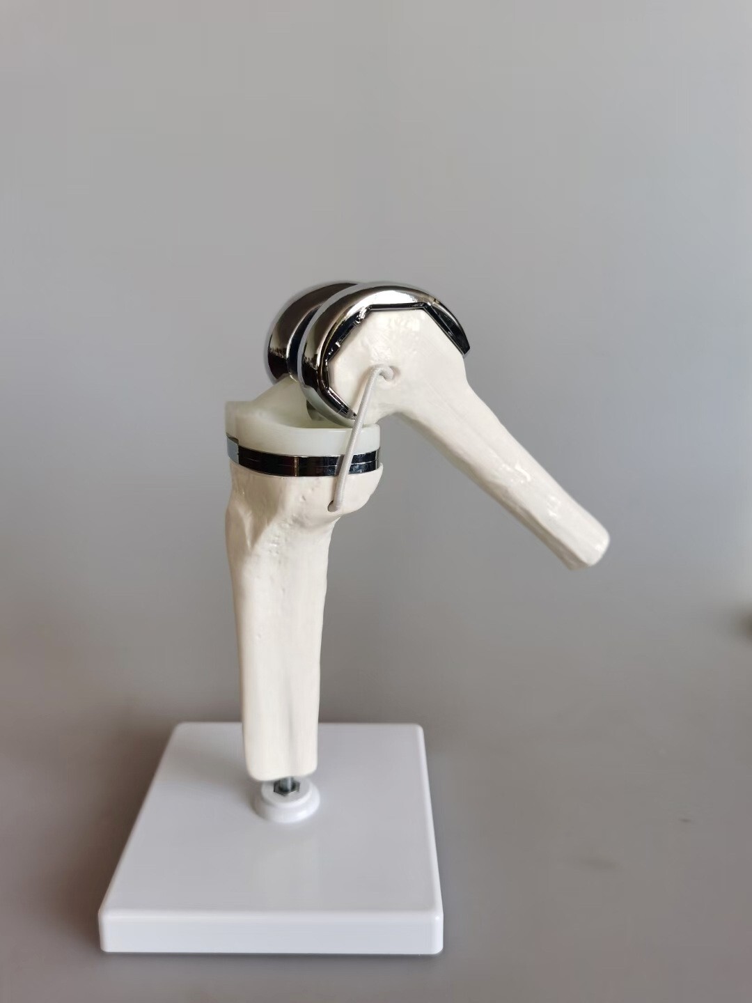 Detachable Artificial Knee Prosthesis Medical Anatomical Teaching Demo Display