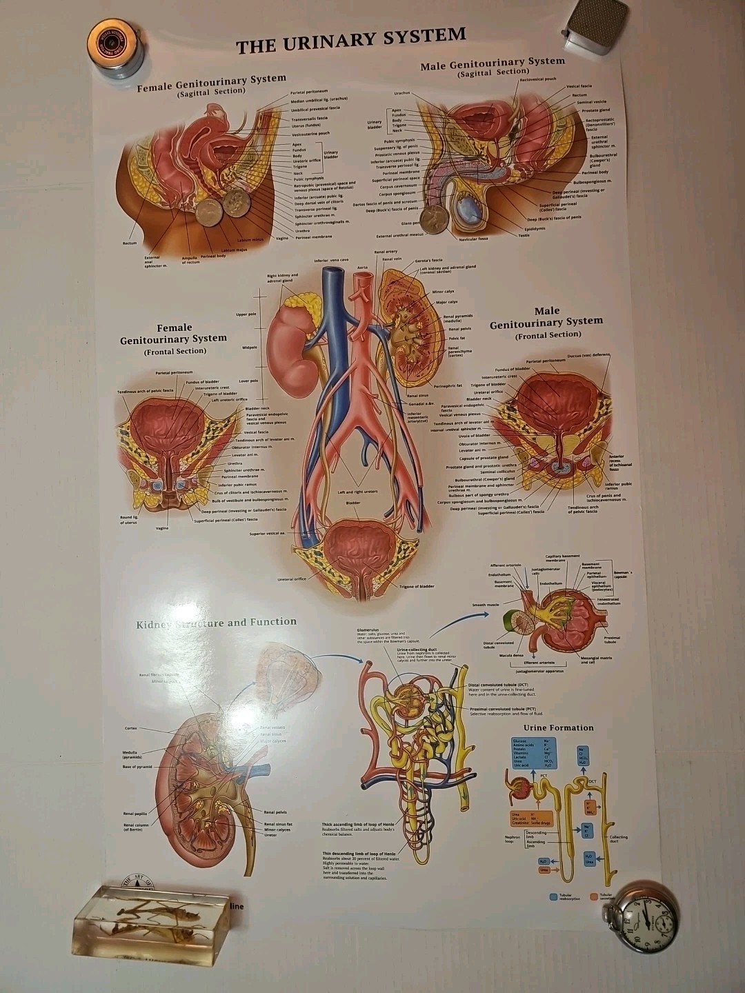 The Urinary System – 2 Sided MEDICAL Poster 29.5″ x 17.5″ In. Art Of Science Vtg