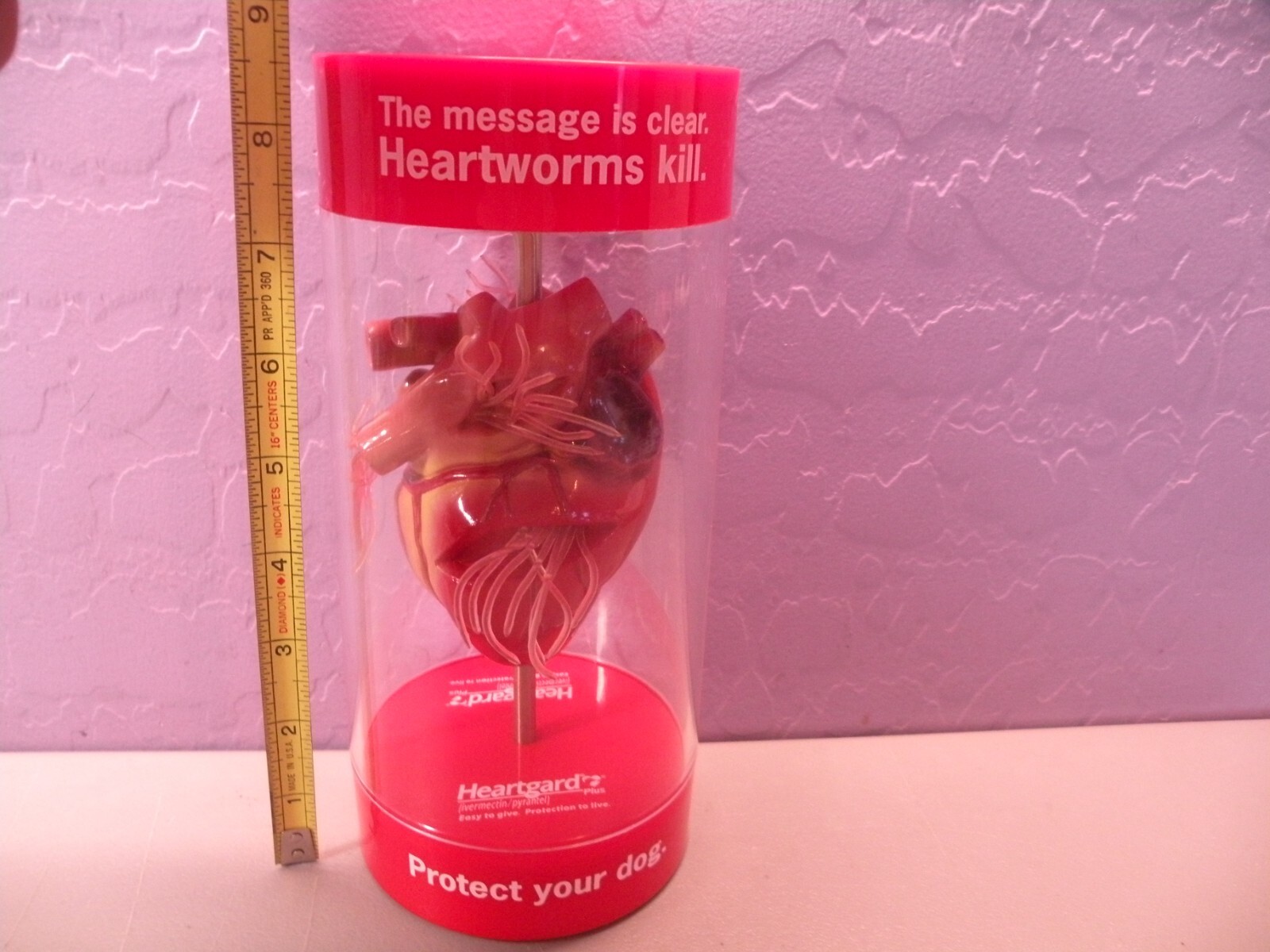 Anatomical Canine / Dog Heart model Veterinary Display B
