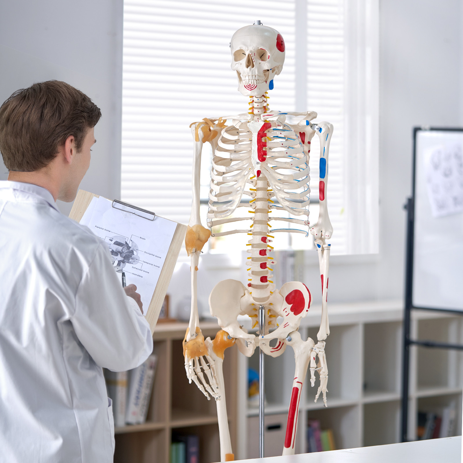 VEVOR Human Skeleton Model Anatomical Skeleton Life Size with Muscle Points