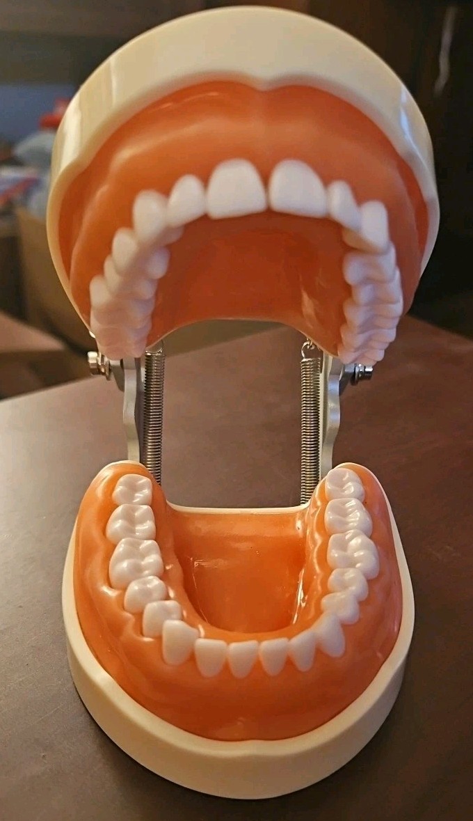 Dental Typodont Teeth Model Practice with Removable Teeth Unbranded