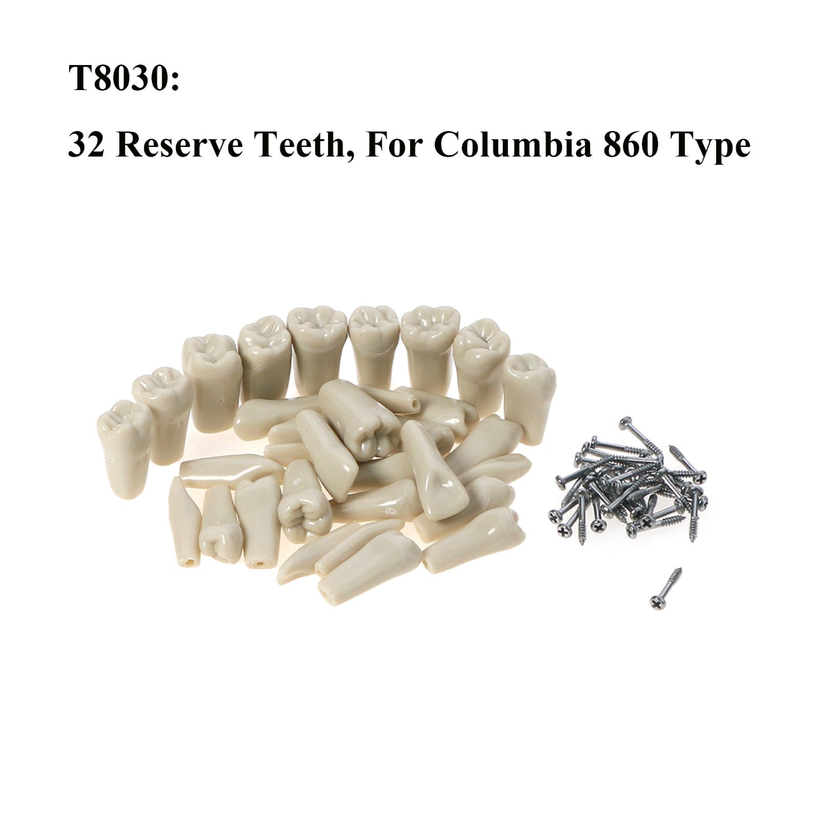 US Columbia 860 Type Dentoform Dental Typodont Model with 32Pcs Removable Teeth
