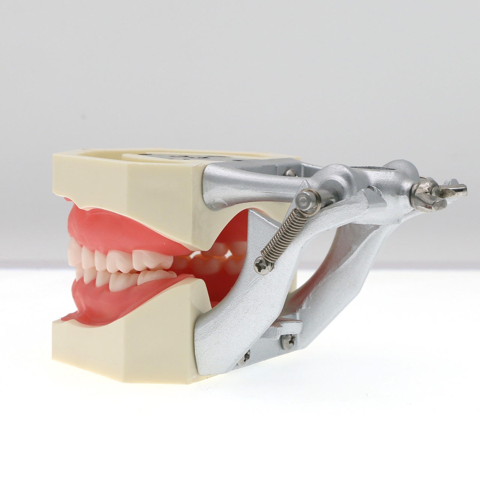Dental Typodont Teeth Model fit Kilgore NISSIN 200/500 Type With Removable Teeth