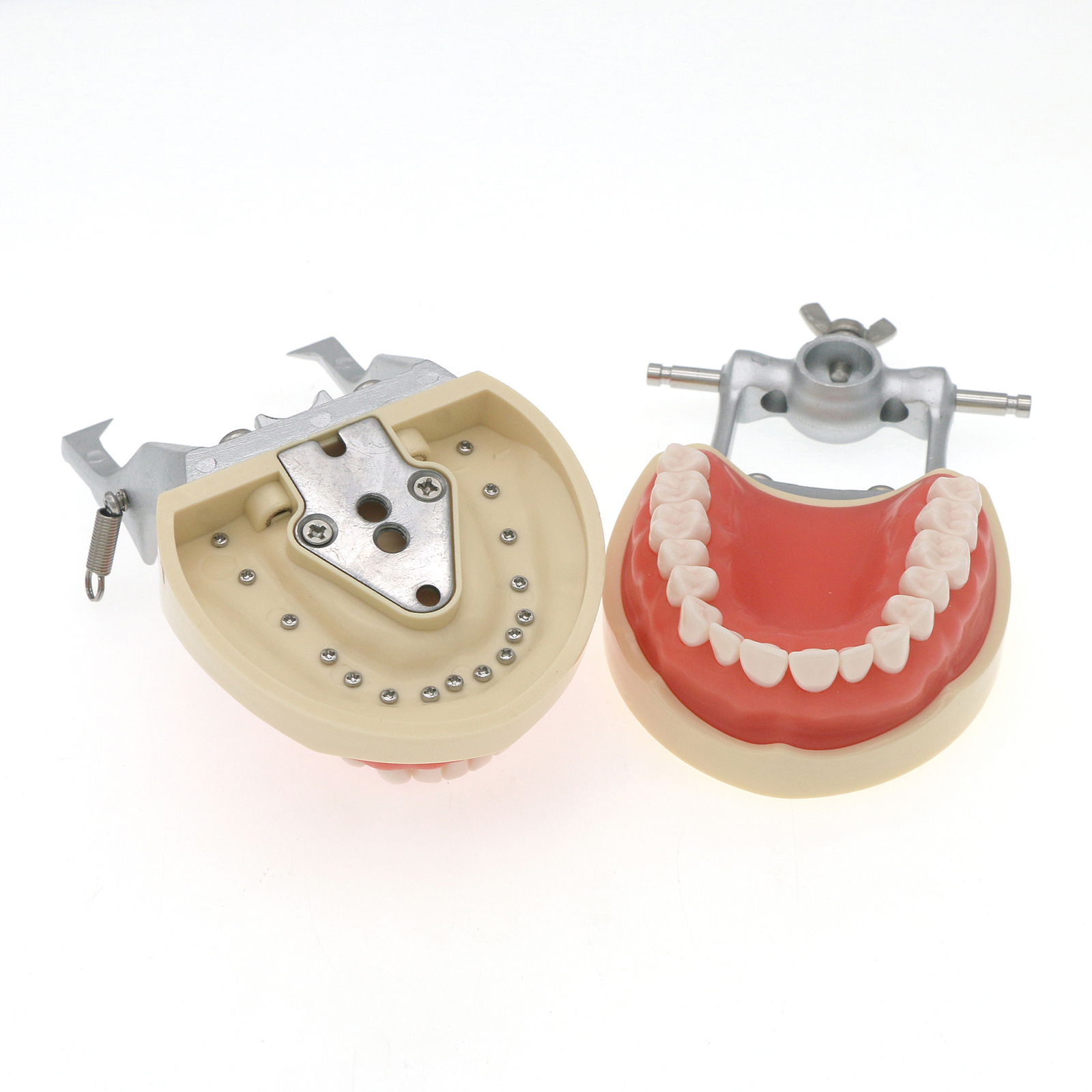 US Dental Typodont Model With Removable Teeth fit Kilgore NISSIN 200 Type M8012