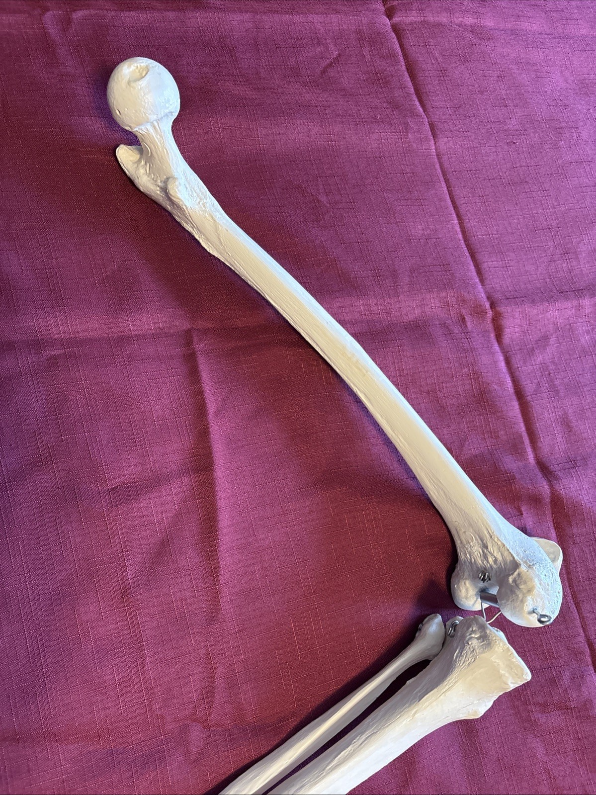 Human Leg And Foot Skeleton, Resin Model Bones
