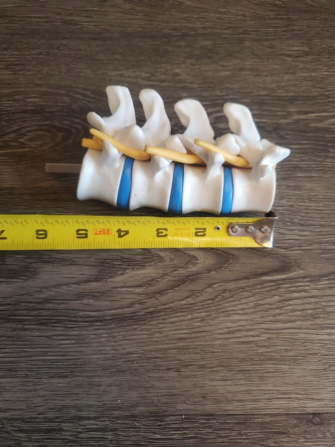 Human Foot Spine Skeleton Model, Life Size Medical Anatomy Foot and Ankle