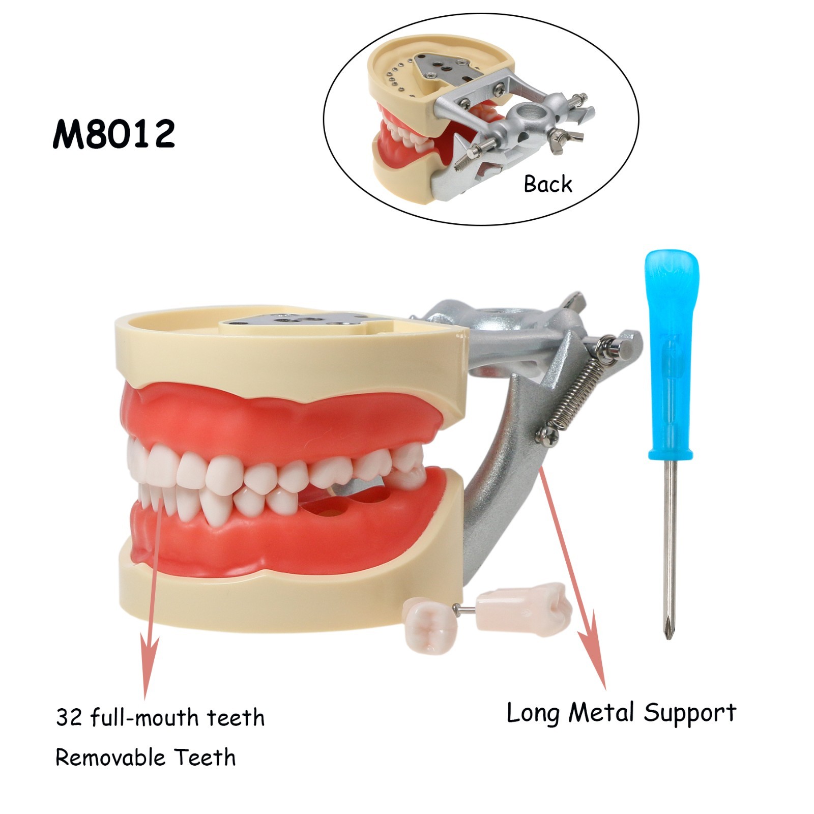 US Dental Typodont Model Mounting Pole Compatible with Columbia/Kilgore/Nissin