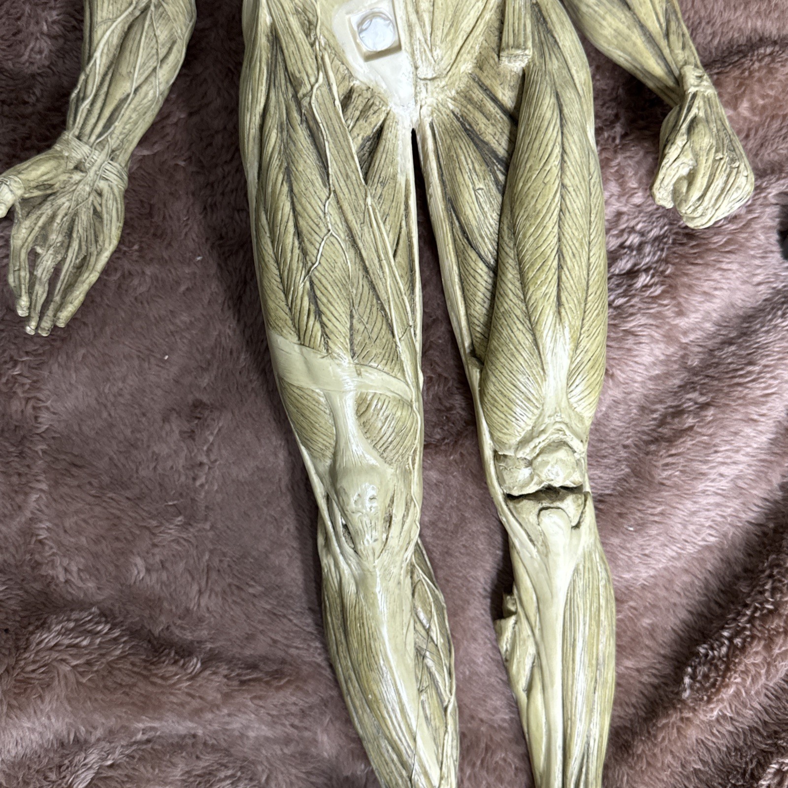 Andrew Cawrse Ver. 1 Human Anatomy Male Original Sculpted & Painted 161 of 2000
